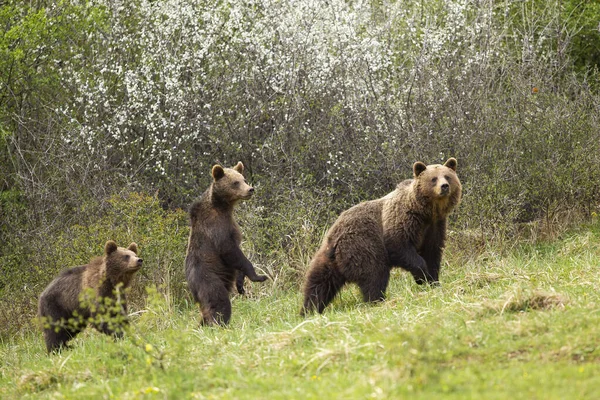 Мать бурый медведь гуляет по лугу ранней весной с двумя ее детенышами — стоковое фото