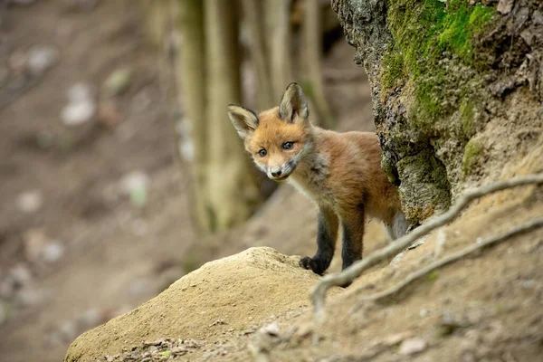 Filhote de raposa vermelha brincalhão que atinge o pico atrás de uma árvore na floresta de primavera — Fotografia de Stock