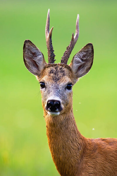 Alert roe deer buck with big antlers looking into camera in summer nature