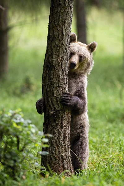 Plachý medvěd hnědý skrývající se za stromem v letním lese se zelenou trávou. — Stock fotografie