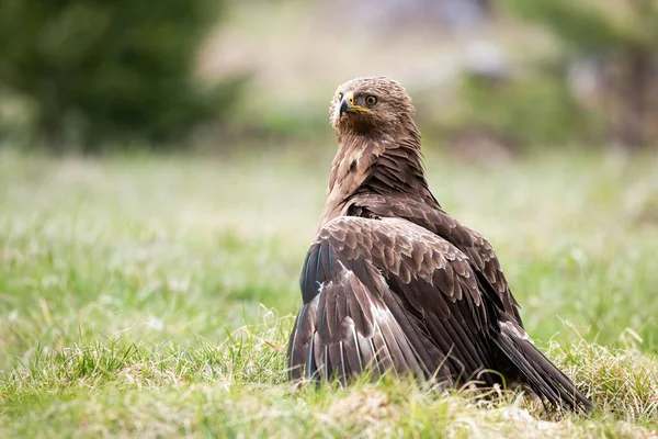 Trots minder gevlekte adelaar die territorium of prooi beschermt op weide in de natuur. — Stockfoto