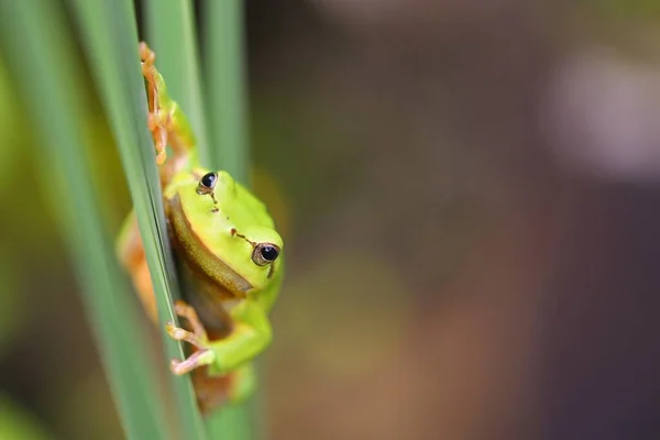 Zvědavý evropský strom žába chvění na trávě na jaře s kopírovacím prostorem — Stock fotografie