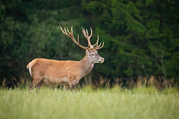 Strong red deer stag standing on a open pasture in nature — Stock Photo, Image