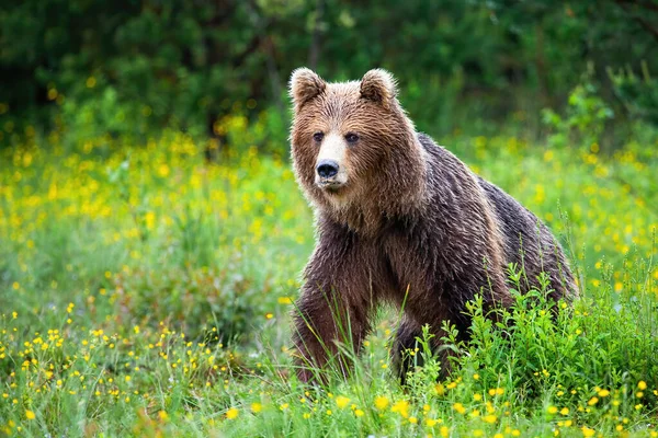 Urso castanho perigoso se aproximando enquanto protege o território na natureza — Fotografia de Stock