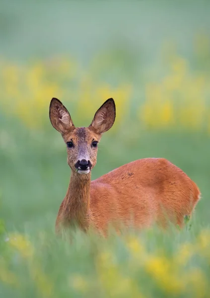 Capriolo sorpreso in piedi in erba alta verde parzialmente nascosto su un prato — Foto Stock