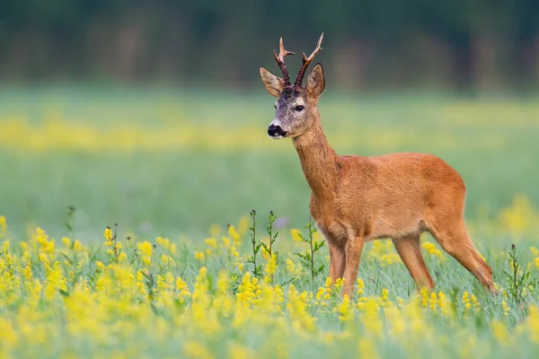 Ciervo macho parado en paisaje abierto con flores de ángulo bajo —  Fotos de Stock