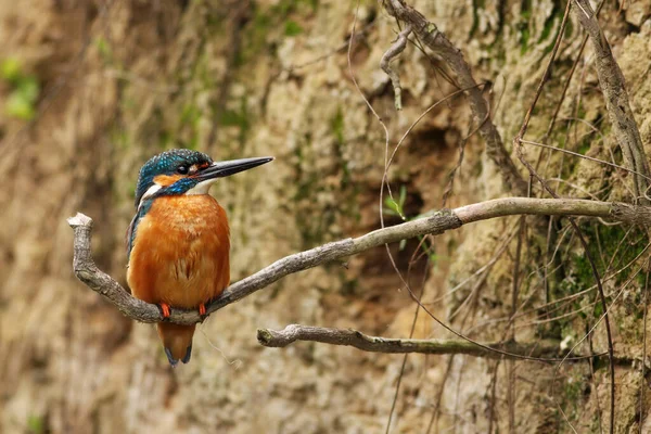 Male common kingfisher sitting on a root at vertical riverbank — Stock Photo, Image