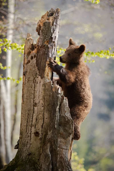 Urso marrom curioso escalando uma velha árvore quebrada na floresta de primavera — Fotografia de Stock