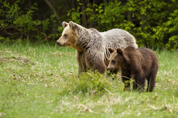 Família de filhote de urso marrom e mãe em pé no prado verde na primavera . — Fotografia de Stock