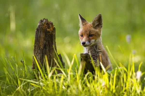 Apelando filhote de raposa vermelha espreitando de grama verde alta em um prado de primavera verde — Fotografia de Stock