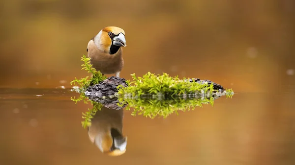 Faucon fauve mâle positif fixant son reflet dans l'eau avec espace de copie . — Photo