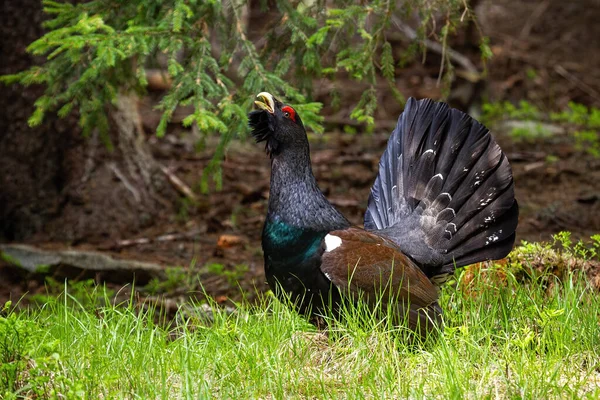 Proud western capercaillie strutting in the morning sunlit forest — Stock Photo, Image