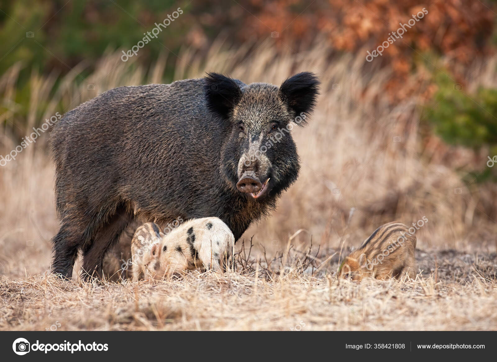 Family Of Wild Boar With Adult Hairy Mother And Little Piglets Grazing In Spring Stock Photo Image By C Jakubmrocek 358421808