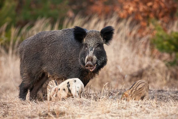 Family of wild boar with adult hairy mother and little piglets grazing in spring — Stock Photo, Image