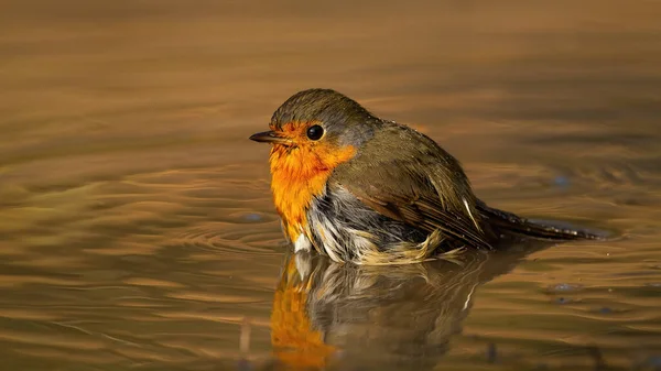 Cute european robin bathing in water from side low angle view — Stock Photo, Image