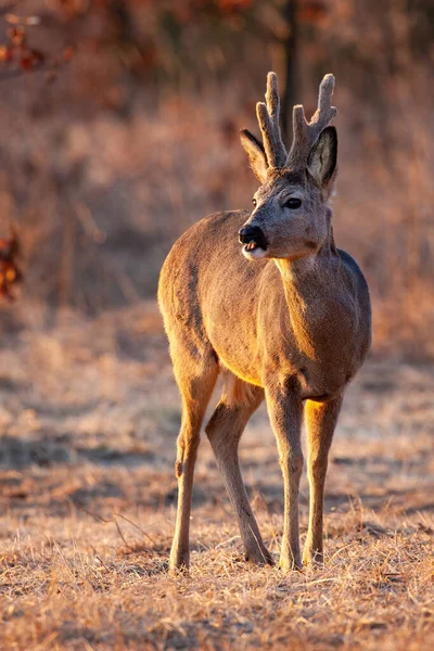 Majestuoso ciervo buck con grandes astas en terciopelo mirando el atardecer en primavera . — Foto de Stock