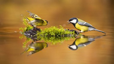 Eurasian siskin and great tit fighting over spot in drinking pool