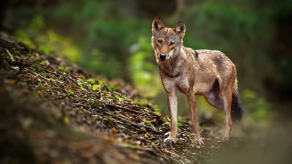Alerte lobo enfrentando câmera na floresta de verão de vista frontal com espaço de cópia . — Fotografia de Stock