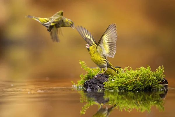 Flygande eurasiska siskin utmana andra som vaktar sin plats med öppna vingar — Stockfoto