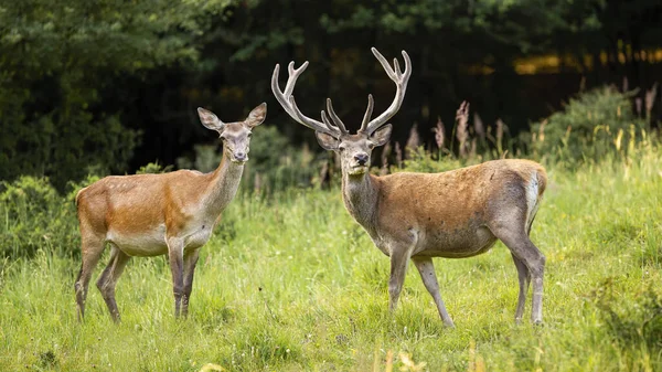 Couple of red deer stag with antlers in velvet and hind standing on meadow — Stock Photo, Image