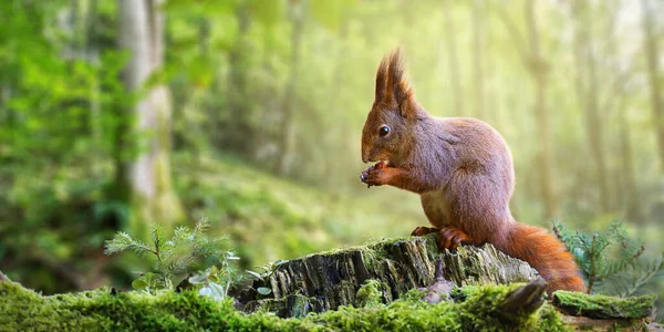 可爱的红松鼠在绿春森林里吃坚果，有复制空间 — 图库照片