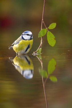 Cute eurasian blue tit sitting in water about to drink or bathe