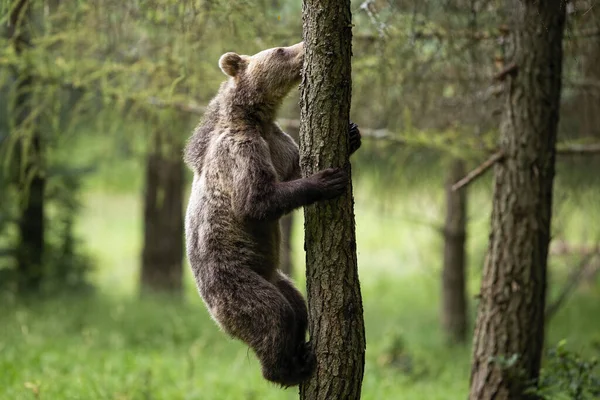 Jovem urso marrom sobe uma árvore na floresta de verão com fundo embaçado verde — Fotografia de Stock