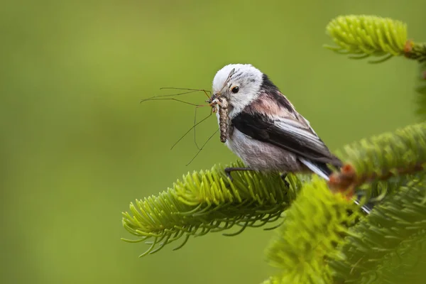Cute long-tailed tit sitting on a green spruce twig with insect holding in bill — Stock Photo, Image