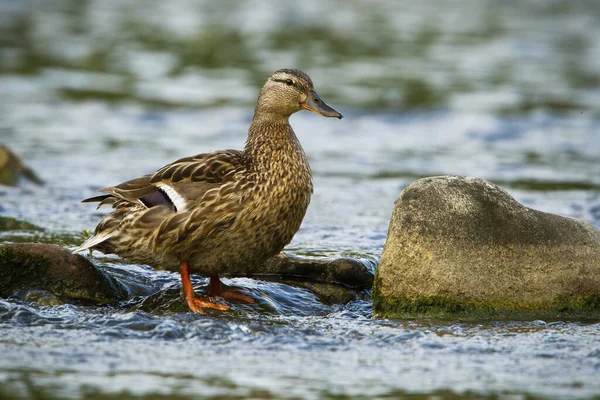 Alert female mallard standing on a rock in stream with water flowing around — Stock Photo, Image