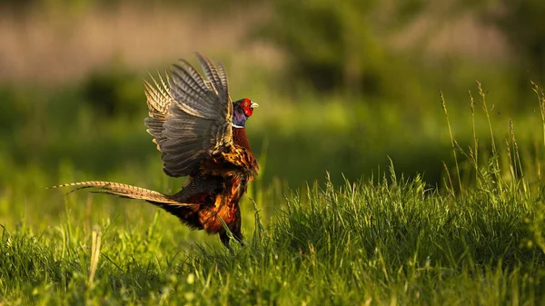 Поширений фазанський чоловічий лекінг у весняний курортний сезон — стокове фото