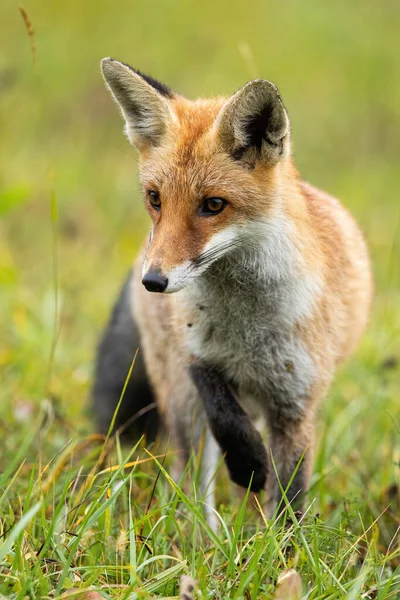 Composição vertical da raposa vermelha focada dando um passo cuidadoso durante a caça — Fotografia de Stock