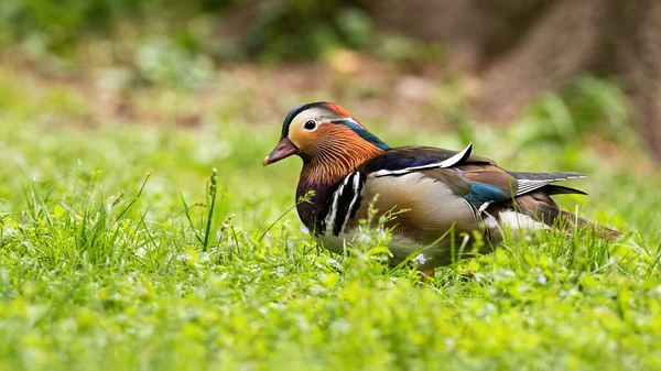 Male mandarin duck walking on green grass in summertime with copy space. — Stock Photo, Image