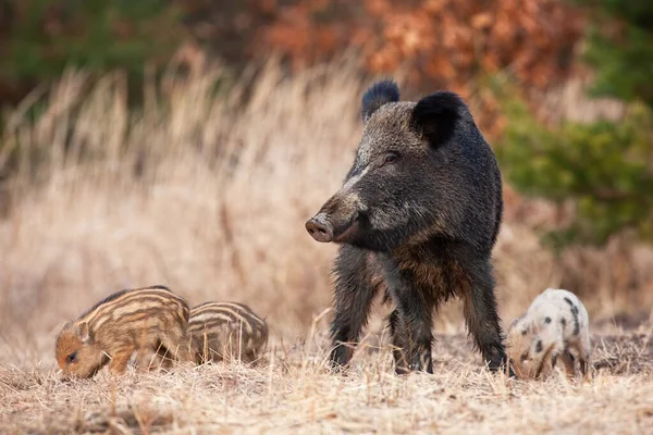 Troupeau paisible de sangliers avec adultes et jeunes se nourrissant dans la nature printanière . — Photo