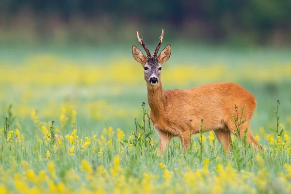 Alarmiertes Reh vor Kamera auf blumenbedecktem Rasen in der Wildnis — Stockfoto