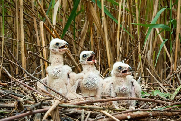 Sanfte Rohrweihe mit weißen Daunenfedern, die auf dem Nest zur Seite schauen — Stockfoto