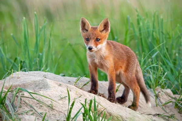 Charming red fox cub standing on a sandy hill near burrow and looking — Stock Photo, Image