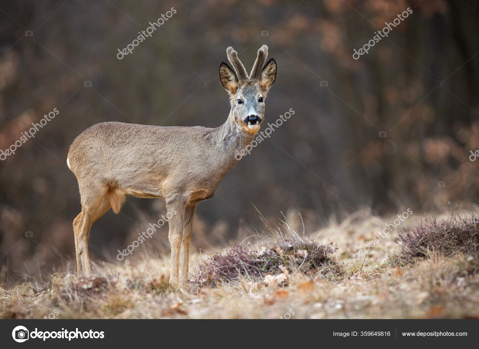 Corça, capreolus capreolus, corça fêmea na primavera em pé em um prado.