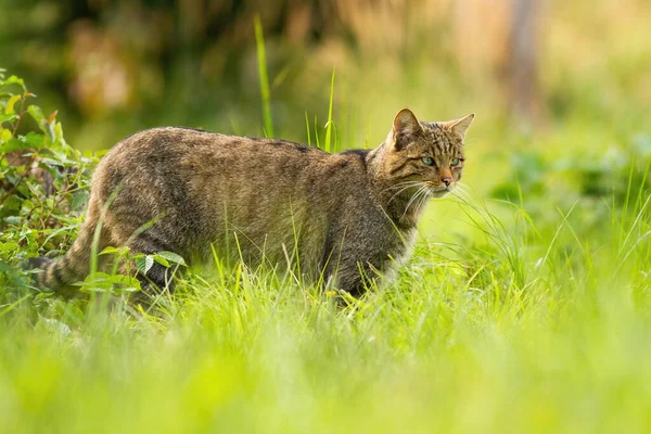 Avrupa 'ya odaklanmış vahşi kedi yazın av arıyor. — Stok fotoğraf