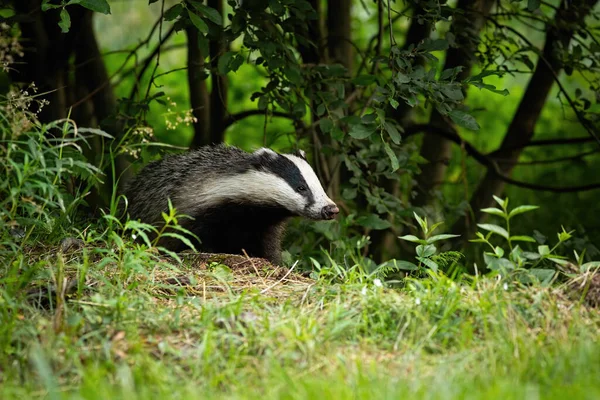 Badger Eropa keluar dari hutan di padang rumput hijau di musim panas — Stok Foto