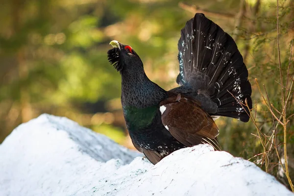 Impressive western capercaillie lekking from the last mound of snow — Stock Photo, Image