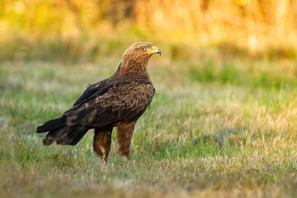 Lesser spotted eagle staring alertly on a meadow with grass in nature — Stock Photo, Image