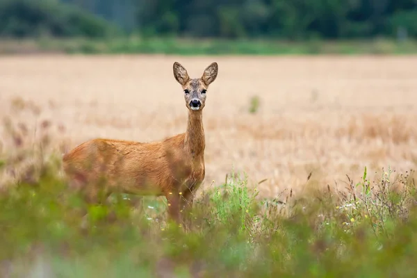 Rozkošná srnčí srnka se dívá na krajinu po straně obilí. — Stock fotografie