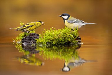 Dispute of eurasian siskin and great tit in autumnal nature