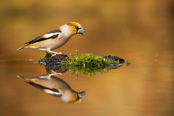 Hawfinch mâle assis sur une mousse au milieu de l'étang avec réflexion sur l'eau . — Photo