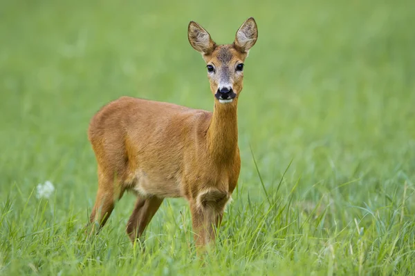 Yeşil yaz çayırında kameraya bakan sevimli geyik ceylanı. — Stok fotoğraf