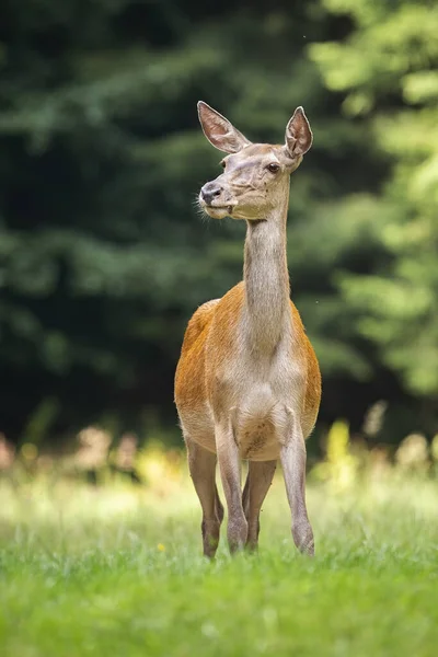 Plachý jelen vzadu poslouchá na zelené louce z předního pohledu — Stock fotografie