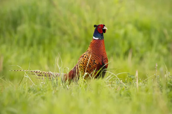 Προσεκτικός κοινός φασιανός, phasianus colchicus, τρέφεται από το λιβάδι — Φωτογραφία Αρχείου