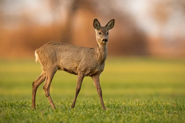 Niedliche Rehe laufen auf der grünen Wiese im Frühling Natur bei Sonnenuntergang. — Stockfoto