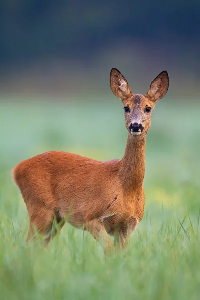 Wilde reeën hert loopt door een hooiveld op de vroege zomerochtend. — Stockfoto