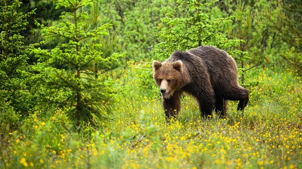 Netter junger Bär spaziert im natürlichen Lebensraum der Waldlichtung — Stockfoto